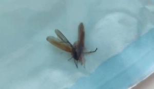 +1 фобия: Таракан ночью заполз в ухо 13-летнего школьника и не хотел выходить