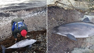 Число погибших на Кубани дельфинов выросло до 21