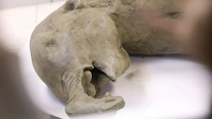 Мамонты, пещерные львы и прообраз единорогов: Названы 5 музеев, где можно увидеть древних животных