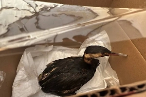 Спасением пострадавших от разлива мазута птиц в Краснодарском крае займётся новый штаб