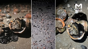 Экологи подсчитали численность морских обитателей, погибших в Чёрном море после разлива мазута