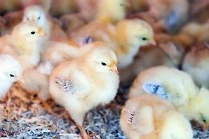 Тяжёлая мутация птичьего гриппа обнаружена у пациента в США