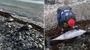 Росрыболовство подтвердило гибель дельфинов на Кубани из-за разлива мазута