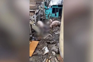 Появились шокирующие кадры со свиньями, пожирающими тела ВСУшников
