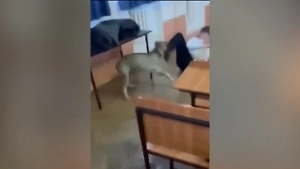 Злобный пёс ворвался на лекцию во Владикавказе и покусал студентов