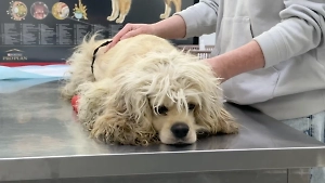 Life.ru узнал о состоянии спасённой из подмосковной квартиры собаки