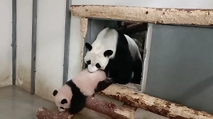 Диндин пыталась занести панду Катюшу в вольер, но та опять показала характер