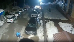 Живодёр с молотком едва не сломал хребет дворняге из-за лая