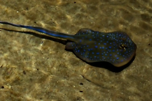 В США одинокая самка ската забеременела загадочным образом