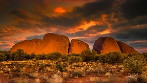 Ошибка Google Maps отправила туристов в недельное путешествие к крокодилам, змеям и паукам