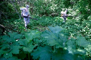 Госдума приняла в первом чтении проект о борьбе с борщевиком