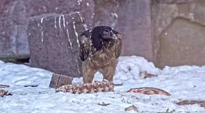 В Московском зоопарке поселился гигантский бородач