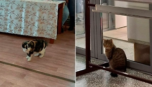 На выборах в Новосибирской области замечены усатые "наблюдатели" Мурзик и Муся