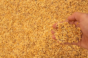 В Кремле оценили стремление Европы сгладить "зерновую победу" России