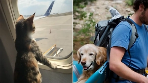 Эти 10 питомцев уже объездили весь мир, а нам остаётся только завидовать и ждать отпуска летом 