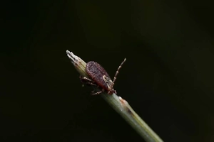 Биолог рассказала, как клещи находят своих "жертв"