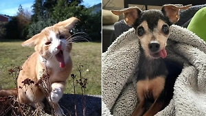 10 питомцев, которых так "удачно" сфотографировали, что вы заплачете от смеха