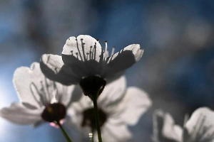 В Москву на месяц раньше придёт майское тепло