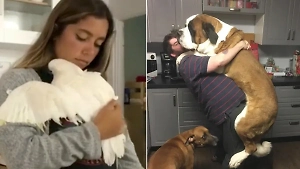 10 питомцев, с которыми норматив на 8 объятий в день выполнить будет проще простого