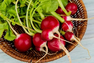 Названы чудодейственные свойства простой редиски