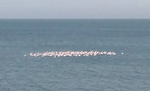 В Крыму заметили крупную стаю розовых фламинго