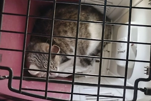 Беременную кошку спасли из дымовой шахты в Москве