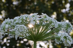 В России полностью уничтожат «живучий и опасный» борщевик при помощи грибов