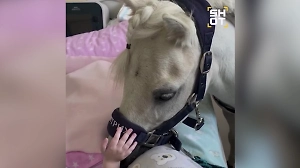 Пони-терапевт ездит к тяжелобольным детям в Подмосковье