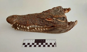 Голову крокодила нашли в багаже прилетевшего из Таиланда российского туриста
