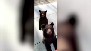 Дальнобойщик дал «мишкам-гаишникам» взятку печеньками на трассе в Перми