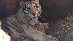В Барнаульском зоопарке родились четыре бенгальских тигрёнка