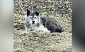 Башкирский Хатико уже три недели лежит на пепелище и ждёт погибшего хозяина