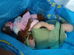 Следовавшая из Латвии женщина ввезла в Россию напичканные наркотиками игрушки