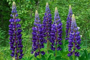 Красивые, но опасные: Названы растения-агрессоры, которые сильно разрастаются на даче
