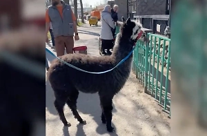Альпака Сайка из Ленинградского зоопарка отметила новоселье