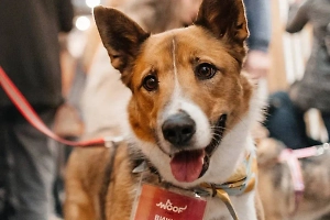 В Москве на выходных пройдёт фестиваль WOOF в поддержку бездомных животных