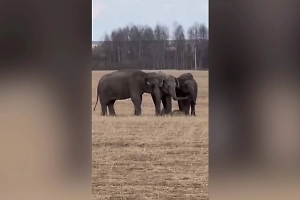 «Ребята, такое первый раз вижу»: Пасущиеся в поле слоны шокировали жителя Прикамья