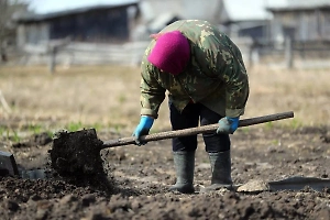 По самые помидоры: Дачникам Подмосковья рассказали, какие культуры могут не вынести «арктического вторжения»