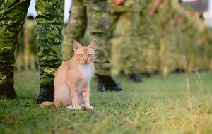В заксобрании Челябинской области призвали учредить день фронтового кота