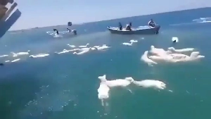 Недалеко от Йемена перевернулось судно с тысячами овец