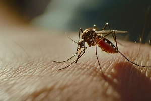 Кусают и заражают: Вирусолог раскрыл главную опасность комаров