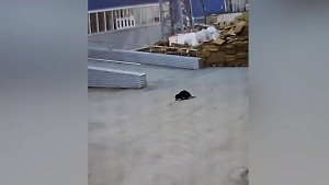 Бобёр-работяга поселился на челябинском заводе