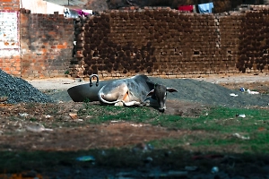 ВСУ атаковали дронами-камикадзе село Новые Юрковичи в Брянской области