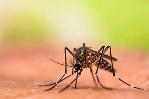 Как защититься от комаров и быть готовыми к их нашествию в 2025 году

