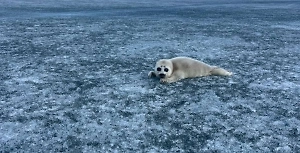 Пусть мама услышит: На Байкале капитаны катера помогли нерпе воссоединиться с отбившимся малышом