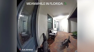 «Добро пожаловать во Флориду»: В США два аллигатора попытались забраться в жилой дом