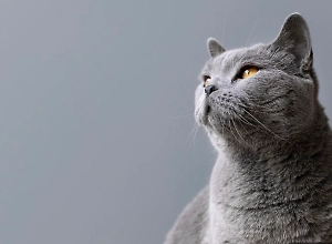 Самарского кота Сусанина «заморозили» в азоте и хотят «воскресить» через сотни лет