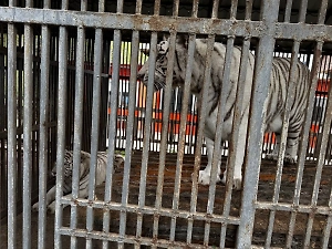 Белый тигр насмерть загрыз сотрудника зоопарка в Мариуполе