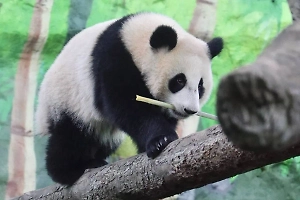 Панда Катюша съехала от мамы Диндин из-за битв за территорию