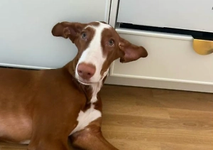 Уехал на электричке и прятался в гаражах: В Ленобласти нашли пропавшего пса Блюма